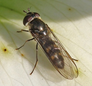 Meliscaeva auricollis, female, hoverfly, February, Alan Prowse